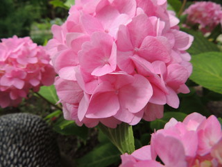 pink flower in the garden