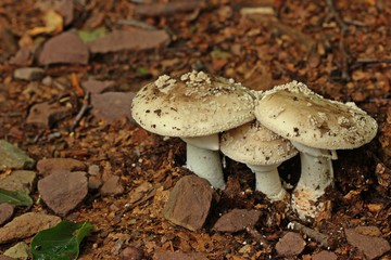 Perlpilze (Amanita rubescens)