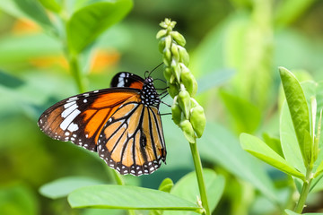 Common Tiger (Danaus genutia) perching on plant