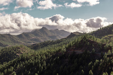 landscape with pinewood trees in the mountains of gran canaria, canary islands, spain
