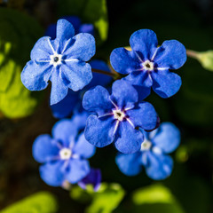 group of blue flowers (Myositis) also called forget-me-not, closeup and top view