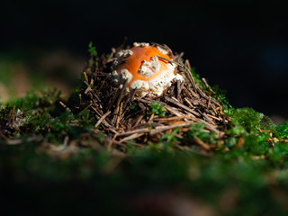 Amanita muscaria mushroom growing in the forest