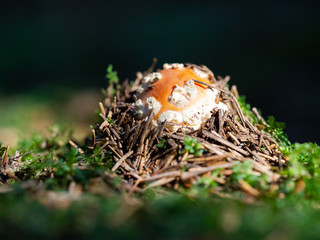 Amanita muscaria mushroom growing in the forest