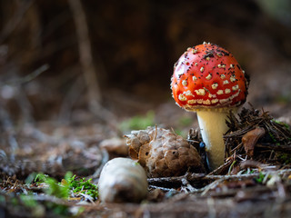 Amanita muscaria mushroom growing in the forest