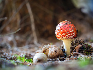 Amanita muscaria mushroom growing in the forest