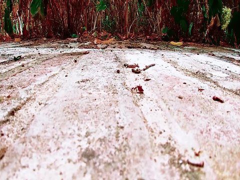 Formica che cammina con una grande foglia in bocca