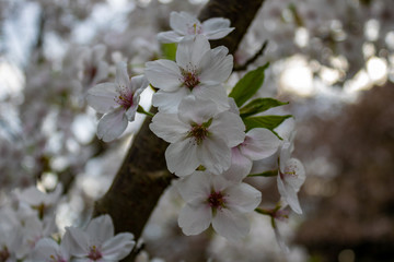 blooming almond tree blossoms (Prunus dulcis) in spring in germany, closeup and selective focus