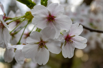 Naklejka na ściany i meble Close up of white almond blossoms (Prunus dulcis) in spring in germany