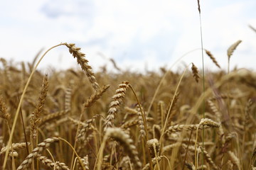 wonderful summer landscape. in the middle of wheat, rye, field. The idea of the concept of harvest. rural landscapes from the blue sky with the sun. creative image.
