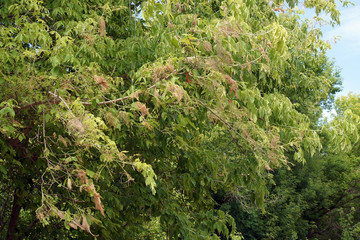 Nests of caterpillars
