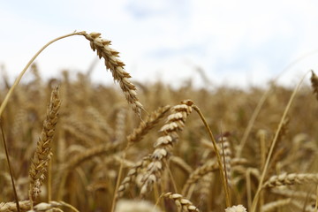 Fototapeta premium wonderful summer landscape. in the middle of wheat, rye, field. The idea of the concept of harvest. rural landscapes from the blue sky with the sun. creative image.