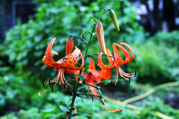 Lily Flower Macro Backing Texture