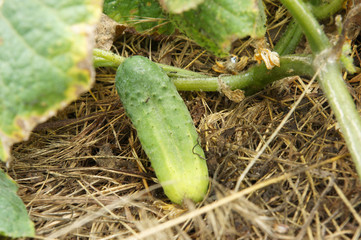 Pseudoperonospora cubensis on cucumber