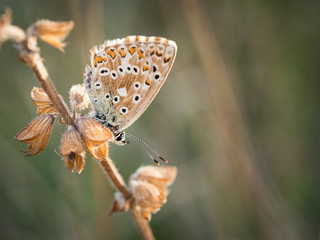 Chalkhill blue (Polyommatus coridon) butterfly sitting on a plant