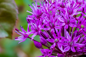 Purple Giant Onion (Allium giganteum) flower with green background, macro