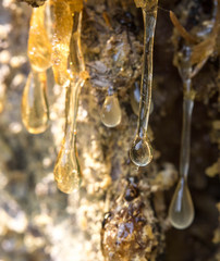 Frisches Baumharz im Wald