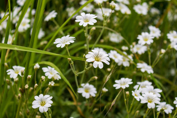 white flowers in green grass