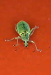 Grüner Käfer Makro