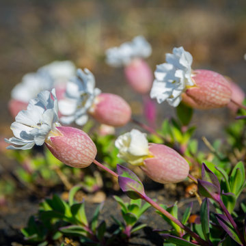 Flowers and plants of Iceland: Silene uniflora, commonly known as sea campion, part of the pink family Caryophyllaceae, a herbaceous perennial plant