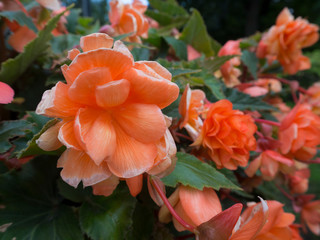 Fototapeta premium Close up coral rose bush with blured flowers and green leaves on background