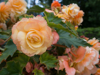 Yellowish pink rose flower at bush close up with blured flowers and green leaves on background