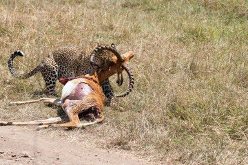 A female leopard dragging a male impala kill through the grassland inside Masai Mara National Reserve during a wildlife safari