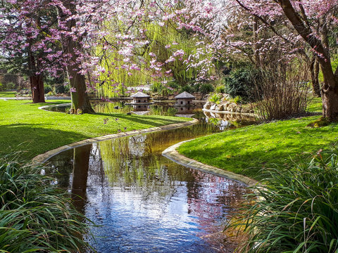 Cherry Blossoms and Stream in Ringpark, W&uuml;rzburg