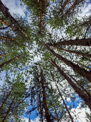tall trees and sky, directly below shot in Oulu, Finland