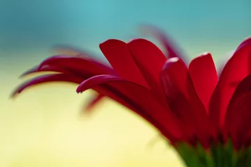 Fototapeten red flower gerbera © Diana Hlachová