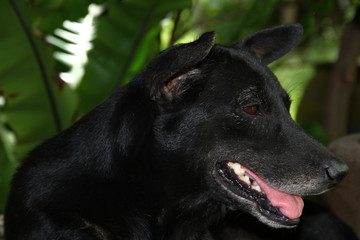 The black dog is opening his mouth