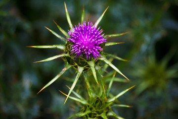 Foto macro de flor silvestre