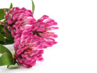 Pink Clover flowers (Trifolium) isolated on white background