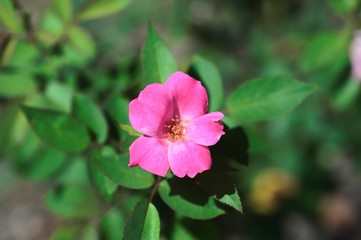 Cinnamon Rose