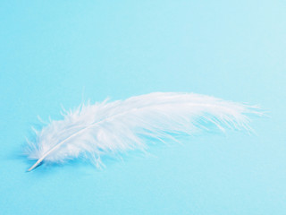 White feather of a bird on a blue background