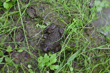 Kröte im Wald