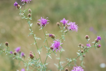 Centaurea scabiosa,  greater knapweed flowers