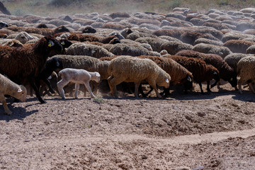 Sheep on the meadow, natural outdoor animal background. Traditional sheep breeding 