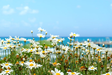 Daisy flowers on a background of the sea and blue sky.