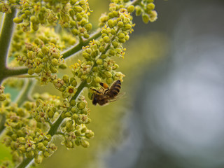 Bee on vertical green vinegar tree, background, save the bees.