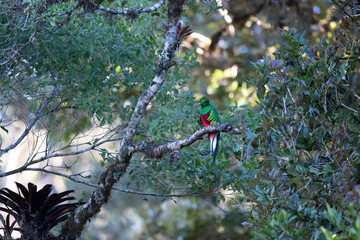 Flying Resplendent Quetzal, Pharomachrus mocinno, Savegre in Costa Rica, with green forest background. Magnificent sacred green and red bird. Action fly moment with Resplendent Quetzal. Birdwatching