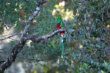 Flying Resplendent Quetzal, Pharomachrus mocinno, Savegre in Costa Rica, with green forest background. Magnificent sacred green and red bird. Action fly moment with Resplendent Quetzal. Birdwatching