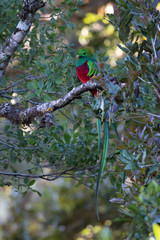 Flying Resplendent Quetzal, Pharomachrus mocinno, Savegre in Costa Rica, with green forest background. Magnificent sacred green and red bird. Action fly moment with Resplendent Quetzal. Birdwatching