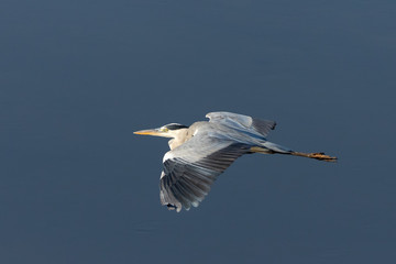 Heron in flight over water