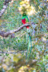 Flying Resplendent Quetzal, Pharomachrus mocinno, Savegre in Costa Rica, with green forest background. Magnificent sacred green and red bird. Action fly moment with Resplendent Quetzal. Birdwatching