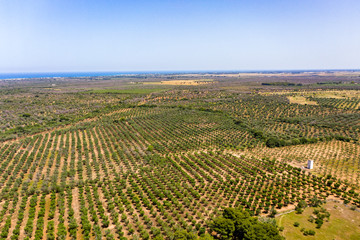Aerial view, olive trees, olive grove, Lecce, Apulia , Italy, Region Brindisi