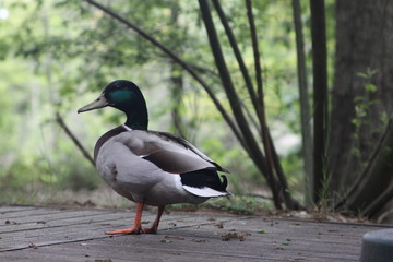 Colvert profil © franck