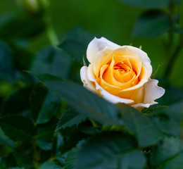 orange rose
