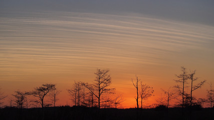 Sunset behind cypress trees on the road to Pa Hay Okee overlook in Everglades National Park, Florida.