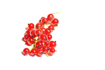 Red currents berries isolated on white,photo