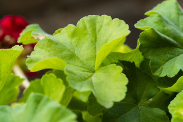 Close up Macro shot of a leaf of a red bush with flower in direct sunlight